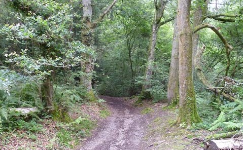 Hampshire Trail Riding